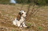 PTIT BASSET GRIFFON V.  040